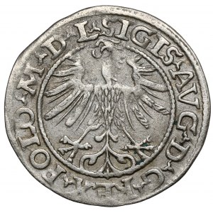 Zygmunt II August, Półgrosz Wilno 1563 - b.rzadka odmiana