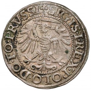 Sigismund I. der Alte, Pfennig Elbląg 1540 - zuletzt