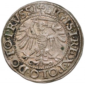 Žigmund I. Starý, groš Elbląg 1540 - posledný