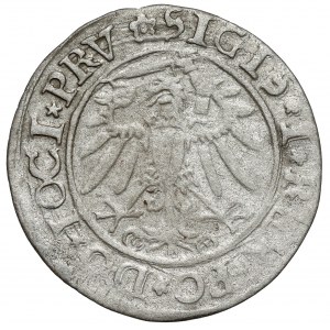 Zikmund I. Starý, Penny Elbląg 1534