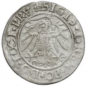 Sigismund I. der Alte, Pfennig Elbląg 1534