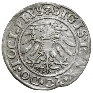 Sigismund I. der Alte, Pfennig Elbląg 1533