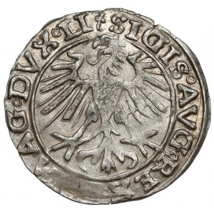 Žigmund II August, Vilnius 1557 polgroš - 2x ďatelina - vzácny