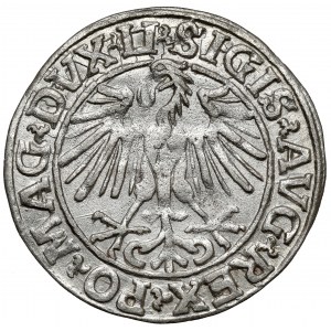 Zikmund II August, půlpenny Vilnius 1548