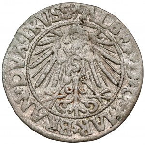 Prussia, Albrecht Hohenzollern, Königsberg penny 1546 - rare