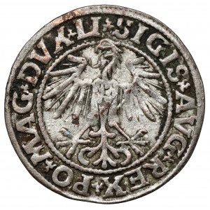 Sigismund II Augustus, Half-penny Vilnius 1549