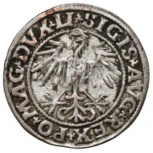 Zikmund II August, půlpenny Vilnius 1549
