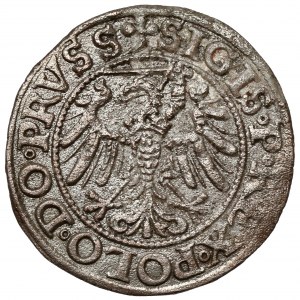 Sigismund I. der Alte, Elbląg 1539