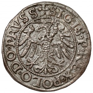 Zikmund I. Starý, Elbląg 1539