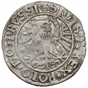 Zikmund I. Starý, Elbląg 1533