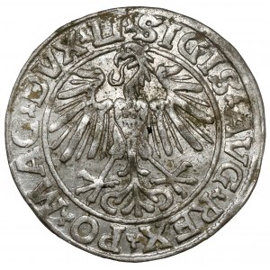 Sigismund II Augustus, Vilnius 1548 - Roman half-penny