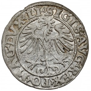 Sigismund II Augustus, halber Pfennig Vilnius 1553 - seltener
