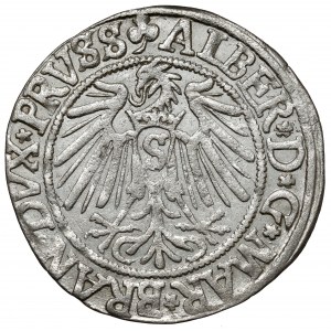 Prusko, Albrecht Hohenzollern, Grosz Königsberg 1542