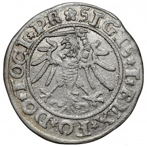 Sigismund I. der Alte, Pfennig Elbląg 1535