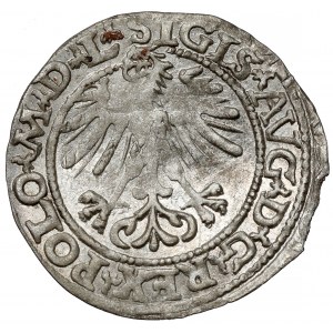 Sigismund II Augustus, halber Pfennig Vilnius 1564 - sehr selten