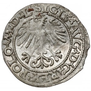 Sigismund II Augustus, Half-penny Vilnius 1564 - very rare