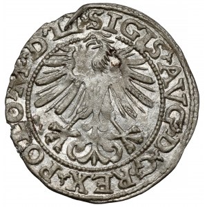 Zikmund II August, půlpenny Vilnius 1563