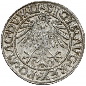 Sigismund II. Augustus, halber Pfennig Vilnius 1548