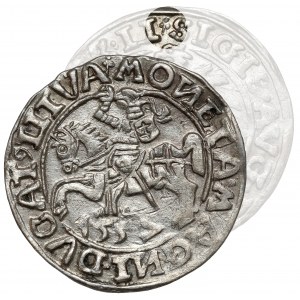 Zygmunt II August, Półgrosz Wilno 1557 - koniczyna - rzadki