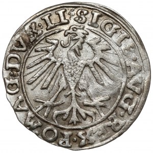 Sigismund II Augustus, halber Pfennig Vilnius 1557 - Klee - selten