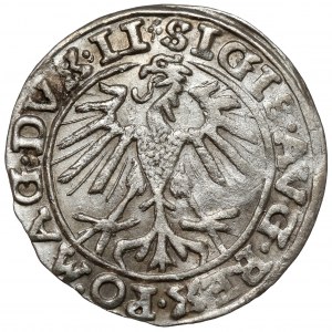 Sigismund II Augustus, Vilnius 1557 half-penny - clover - rare