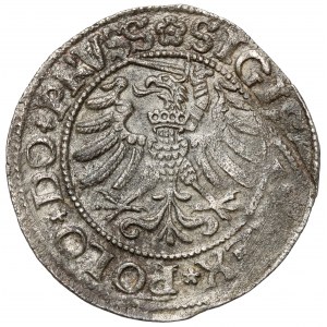 Žigmund I. Starý, Elbląg 1532