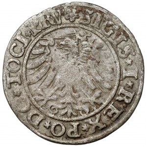 Sigismund I. der Alte, Pfennig Elbląg 1533