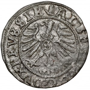 Prusko, Albrecht Hohenzollern, Königsberg 1557