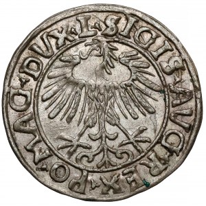 Žigmund II August, polgroš Vilnius 1557