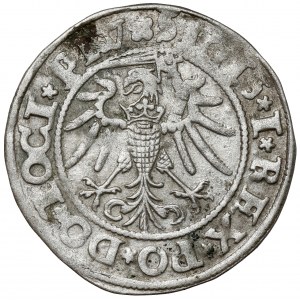 Sigismund I. der Alte, Pfennig Elbląg 1535
