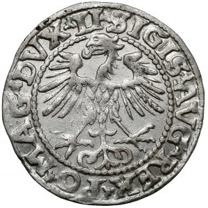 Sigismund II. Augustus, halber Pfennig Vilnius 1552