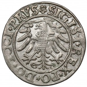 Sigismund I. der Alte, Pfennig Elbląg 1533