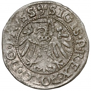 Zikmund I. Starý, Elblag 1538 - vzácný