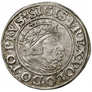 Sigismund I. der Alte, Danziger Pfennig 1537 - selten