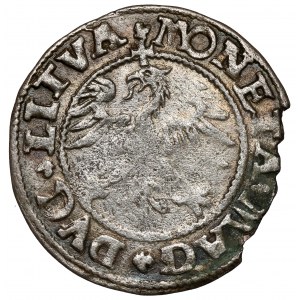 Sigismund II Augustus, halber Pfennig Vilnius 1545 - 2 Typen - sehr selten