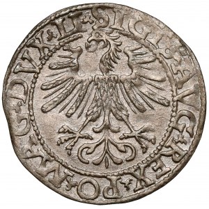 Sigismund II. Augustus, Vilniuser Halbpfennig 1562 - früh