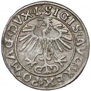 Sigismund II. Augustus, halber Pfennig Vilnius 1556