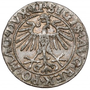 Zikmund II August, půlpenny Vilnius 1551