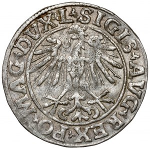 Žigmund II August, polgroš Vilnius 1551 - L - veľmi zriedkavé