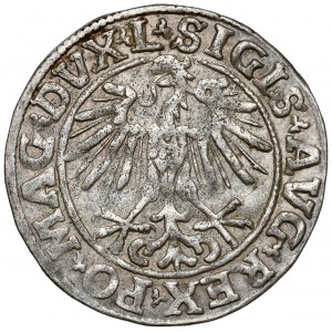 Zikmund II August, půlpenny Vilnius 1551 - L - velmi vzácné