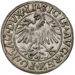 Zikmund II August, půlpenny Vilnius 1547