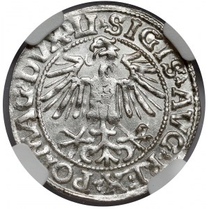 Sigismund II Augustus, halber Pfennig Vilnius 1549 - gebogen - SCHÖN