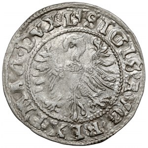 Zygmunt II August, Półgrosz Wilno 1546 - najstarszy