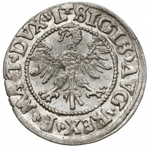 Sigismund II. Augustus, halber Pfennig Vilnius 1546 - oval