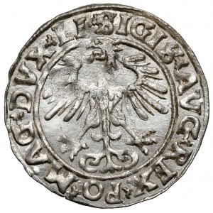 Sigismund II. Augustus, halber Pfennig Vilnius 1555