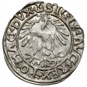 Sigismund II. Augustus, halber Pfennig Vilnius 1556