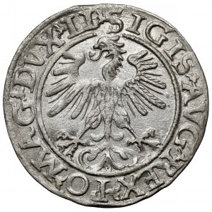 Zikmund II August, půlpenny Vilnius 1560