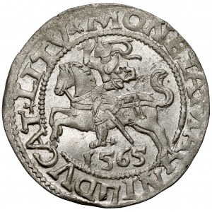 Sigismund II Augustus, halber Pfennig Vilnius 1565 - schön