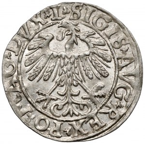 Zygmunt II August, Półgrosz Wilno 1558 - piękny