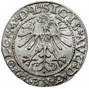 Sigismund II. Augustus, Halbgrosse Vilnius 1563 - Klein Pogoń